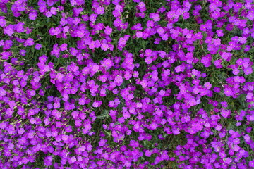 Many small purple flowers