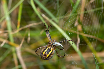Wasp spider wrapping a prey in silk