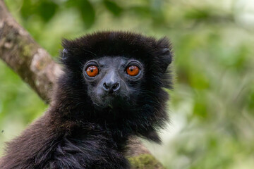 Portrait of a Milne-Edwardss sifaka with orange-red eyes