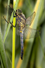 A dragonfly covered by dew droplets in the morning