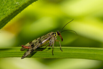 Close up of a female scorpion fly