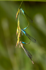 Three damselflies hanging in mating attempts