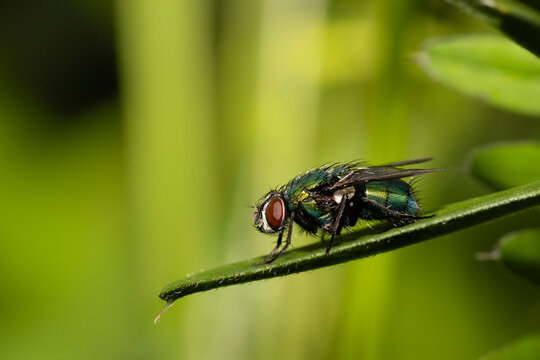 Blow fly sleeping on a leaf
