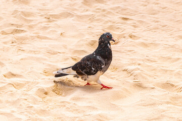 Pigeon pigeons bird birds walking on the beach sand Mexico.