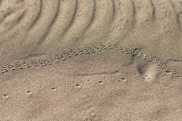 Footpirnts of beetles and animals living on the sand in a dune habitat 
