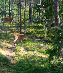 White-tailed deer in the forest staring, Odocoileus virginianus in Finland national park Porkkala.