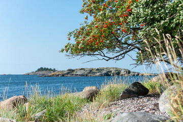 Sea bay and sorbus with fruit in a sunny day