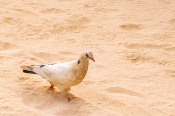 Pigeon pigeons bird birds walking on the beach sand Mexico.