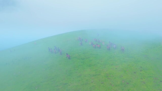 Herd of mares in the meadows of Puertos de Sejos in the Sierra del Cordel. Campoo Cabu&eacute;rniga Association. Saja Natural Park. Cantabria. Spain. Europe