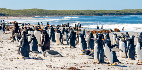 Obraz premium Gentoo Penguins Sea Lion Island The Falkland Islands