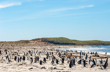 Obraz premium Gentoo Penguins Sea Lion Island The Falkland Islands