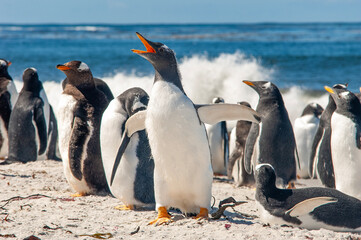 Gentoo Penguins Sea Lion Island The Falkland Islands