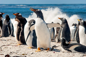 Obraz premium Gentoo Penguins Sea Lion Island The Falkland Islands
