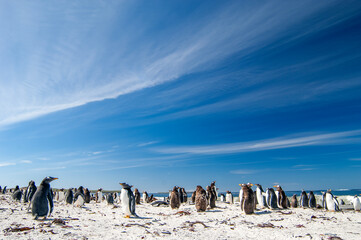 Gentoo Penguins Sea Lion Island The Falkland Islands