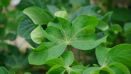 Close-Up of Cassava Plant Leaves in Natural Light