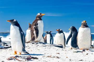 Obraz premium Gentoo Penguins Sea Lion Island The Falkland Islands