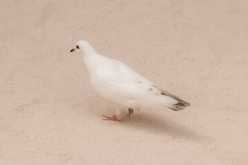 Pigeon pigeons bird birds walking on the beach sand Mexico.