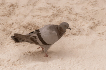 Pigeon pigeons bird birds walking on the beach sand Mexico.