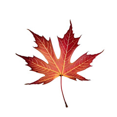 autumn maple leaf