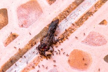 Half lizard still breathing and being eaten by ants Mexico.