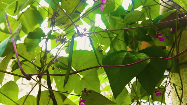Close-up of runner beans hanging on the plant, nearly ripe for harvest. The green beans are fresh and vibrant, ready for picking in a lush garden setting.
