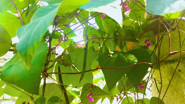 Close-up of runner beans hanging on the plant, nearly ripe for harvest. The green beans are fresh and vibrant, ready for picking in a lush garden setting.