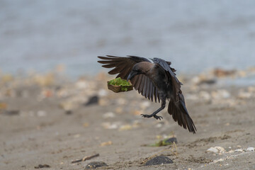 House Crow fly carrying a leaf plate with rice. During Tihar in Nepal, crows are worshiped along with other animals, symbolizing respect and protection; a tradition also seen elsewhere.