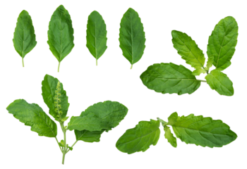 Fresh Holy Basil isolate on transparent background