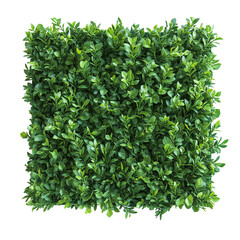 Obraz premium Square Shaped Green Bush. Transparent Bush. Bushes with alpha channel.