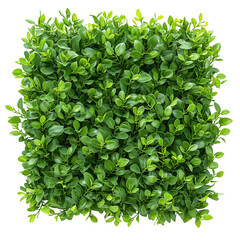 Obraz premium Square Shaped Green Bush. Transparent Bush. Bushes with alpha channel.