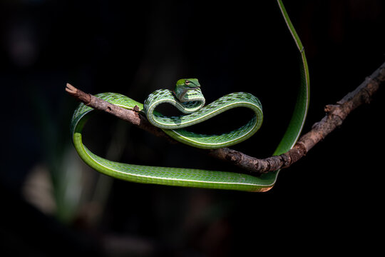 Asian Vine Snake (Ahaetulla prasina) is a species of snake