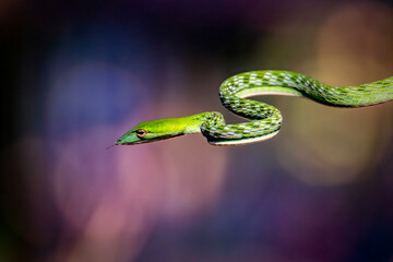 Asian Vine Snake (Ahaetulla prasina) is a species of snake