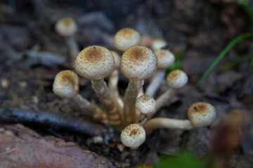 Honey mushrooms (armillaria mellea) on a stump in the forest, group of edible mushrooms growing in forest