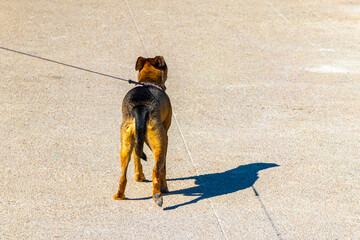 Walking your dog outside on a leash in Mexico.