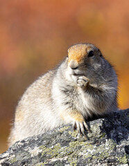 Arctic Ground Squirrel in Denali National Park Alaska in Autumn