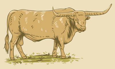 hand drawn longhorn cattle vintage