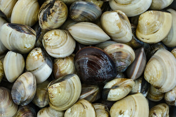 Fresh clams for seafood background