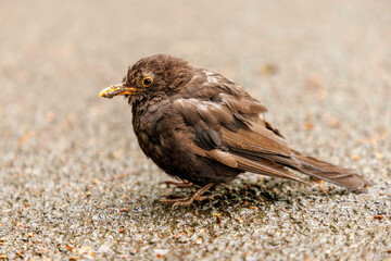 Amsel (Turdus merula) mit Usutus-Virus