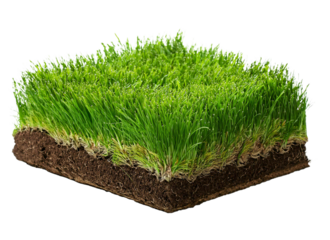 A sod of grass isolated. Squared piece of ground and soil