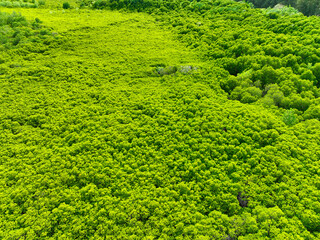 Green mangrove forest. Carbon sequestration and storage. Blue carbon ecosystem. Mitigation of...