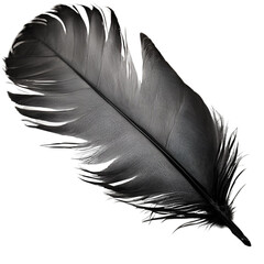  Black Feather