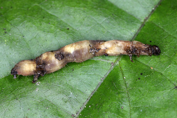 Dead moth caterpillar after infestation entomopatogenic bacteria Bacillus thuringiensis. applied in...