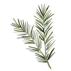 Watercolor fir branch. Green spruce branch. Hand drawn illustration with pine