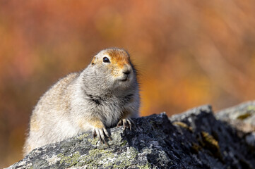 Arctic Ground Squirrel in Denali National Park Alaska in Autumn