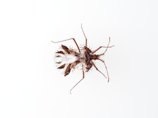 The golden egg bug in a white background. Phyllomorpha laciniata. 