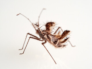 The golden egg bug in a white background. Phyllomorpha laciniata. 
