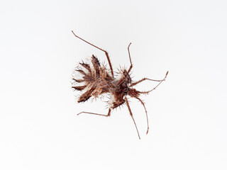 The golden egg bug in a white background. Phyllomorpha laciniata. 