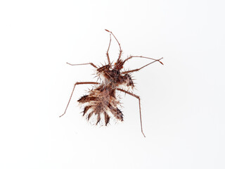 The golden egg bug in a white background. Phyllomorpha laciniata. 