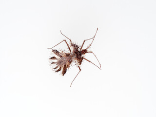 The golden egg bug in a white background. Phyllomorpha laciniata. 