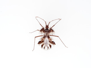 The golden egg bug in a white background. Phyllomorpha laciniata. 
